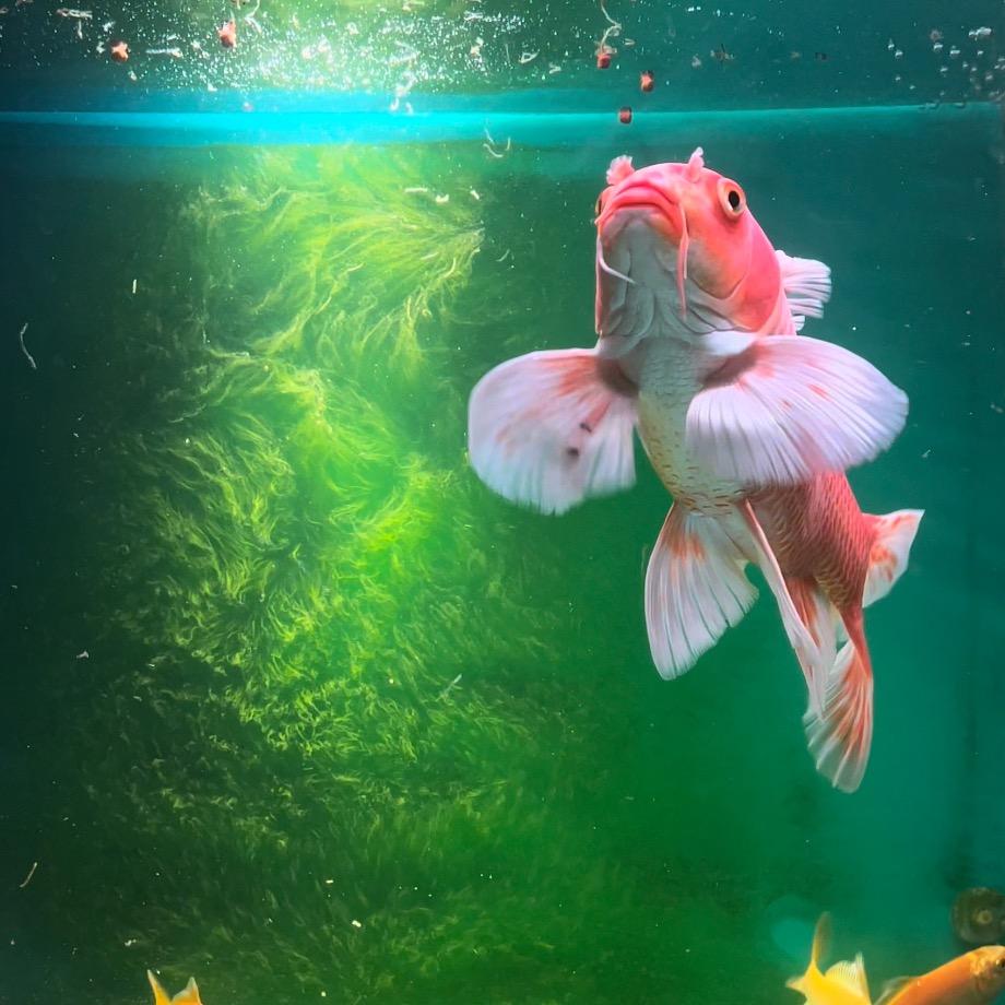 毛里求斯国王拉不拉卡