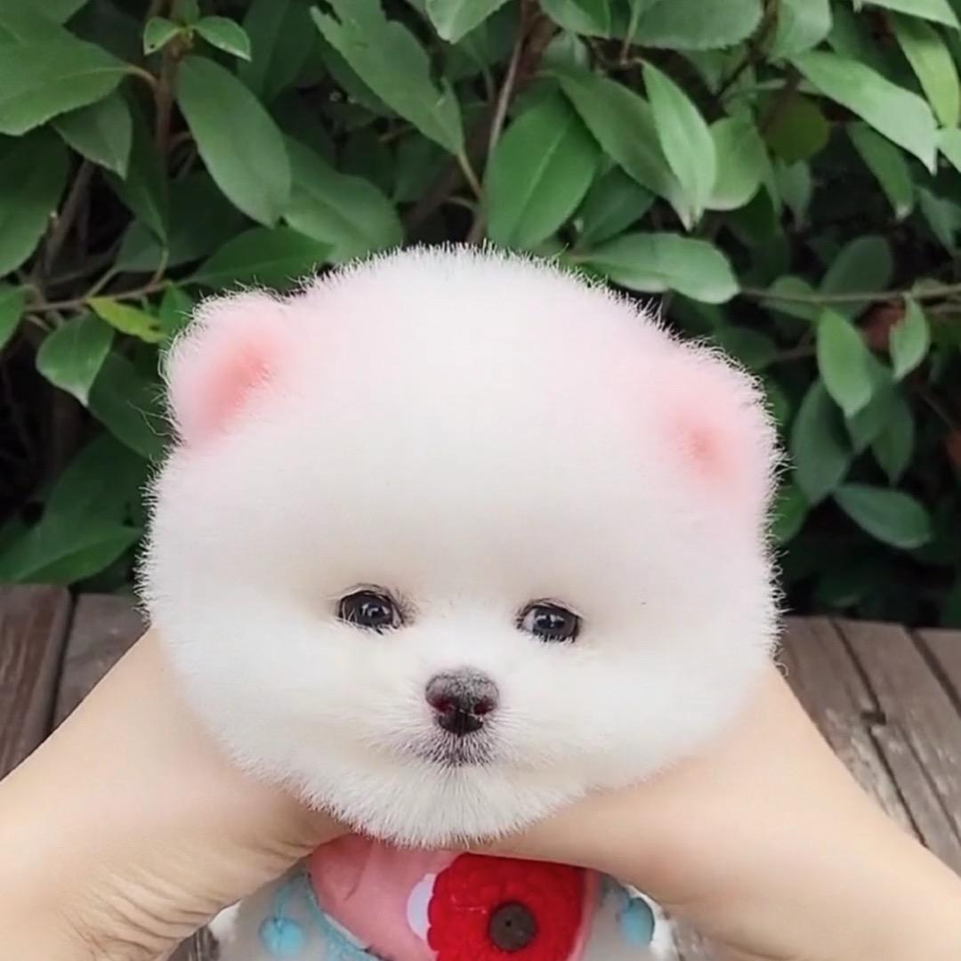 长治专业训犬（换狗配种，找狗，训犬寄养）