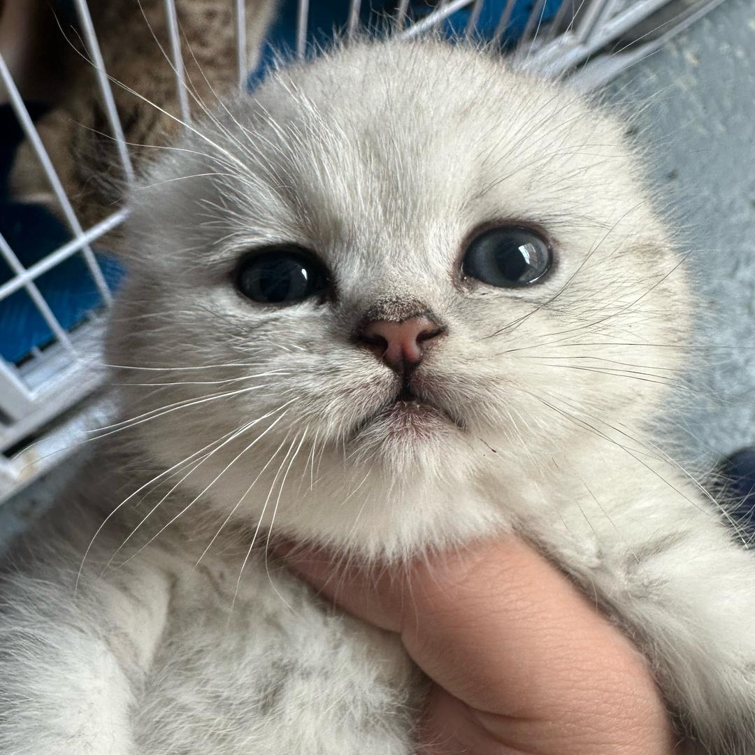小李猫的日记簿