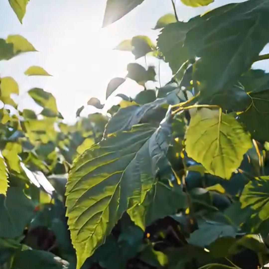 桑心（优质嫁接桑苗全国批发）