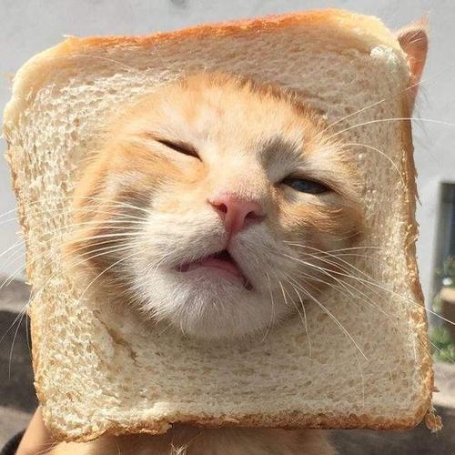 钞饱
