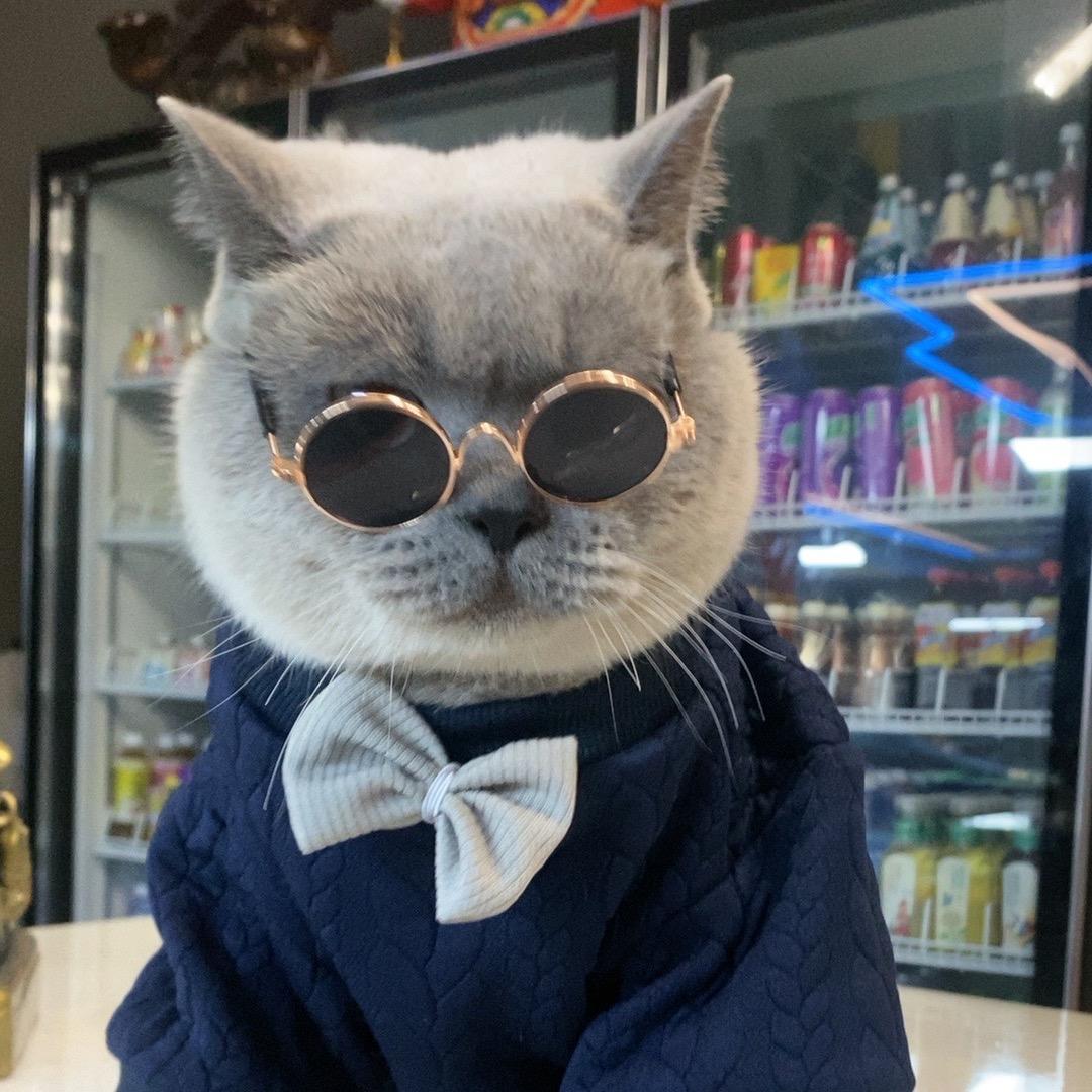 @有个蓝猫叫八万