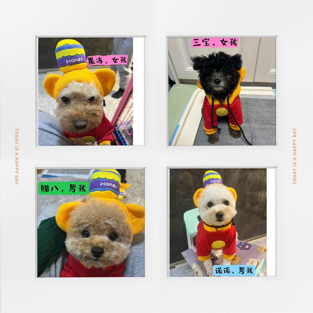猫小喵的🐶宝宝