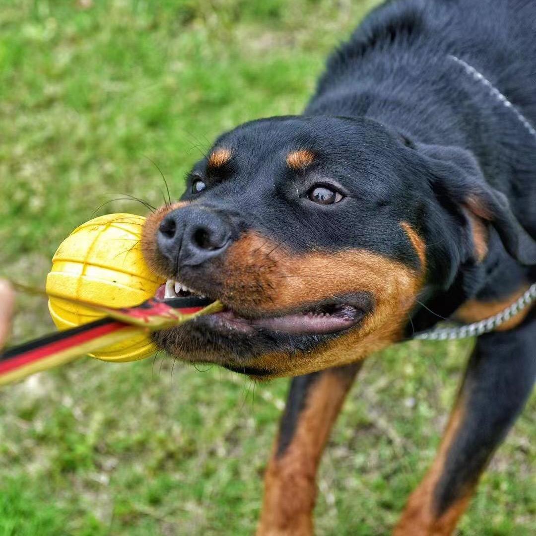 安犬宠物用品