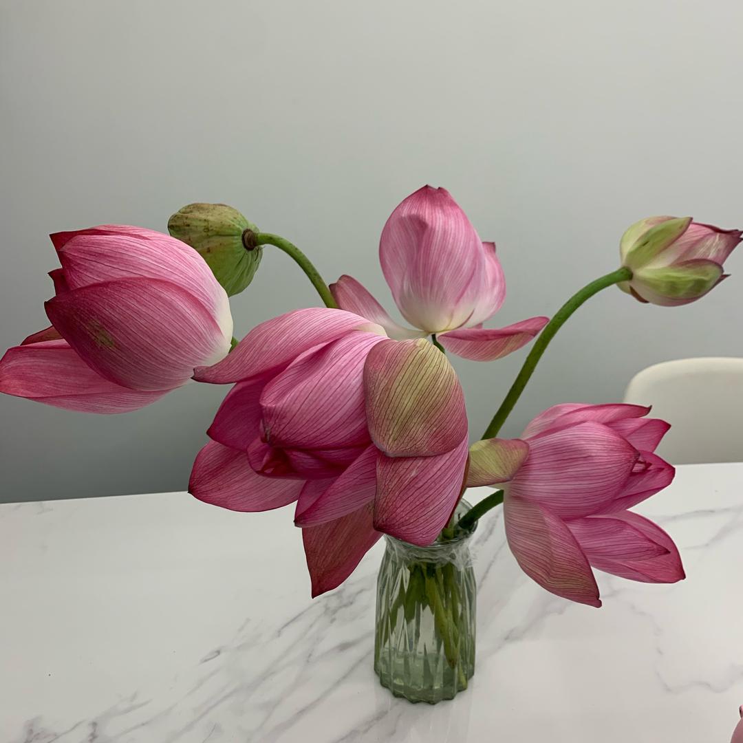 伊伊的滋补品店