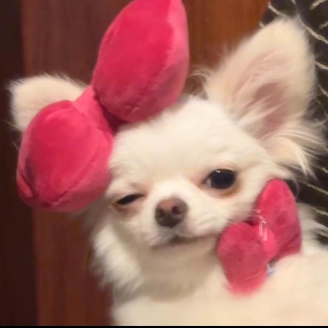 元气少女郭德纲