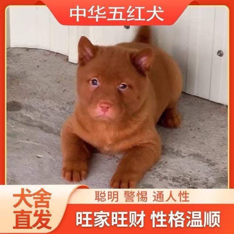 养狗的农村人