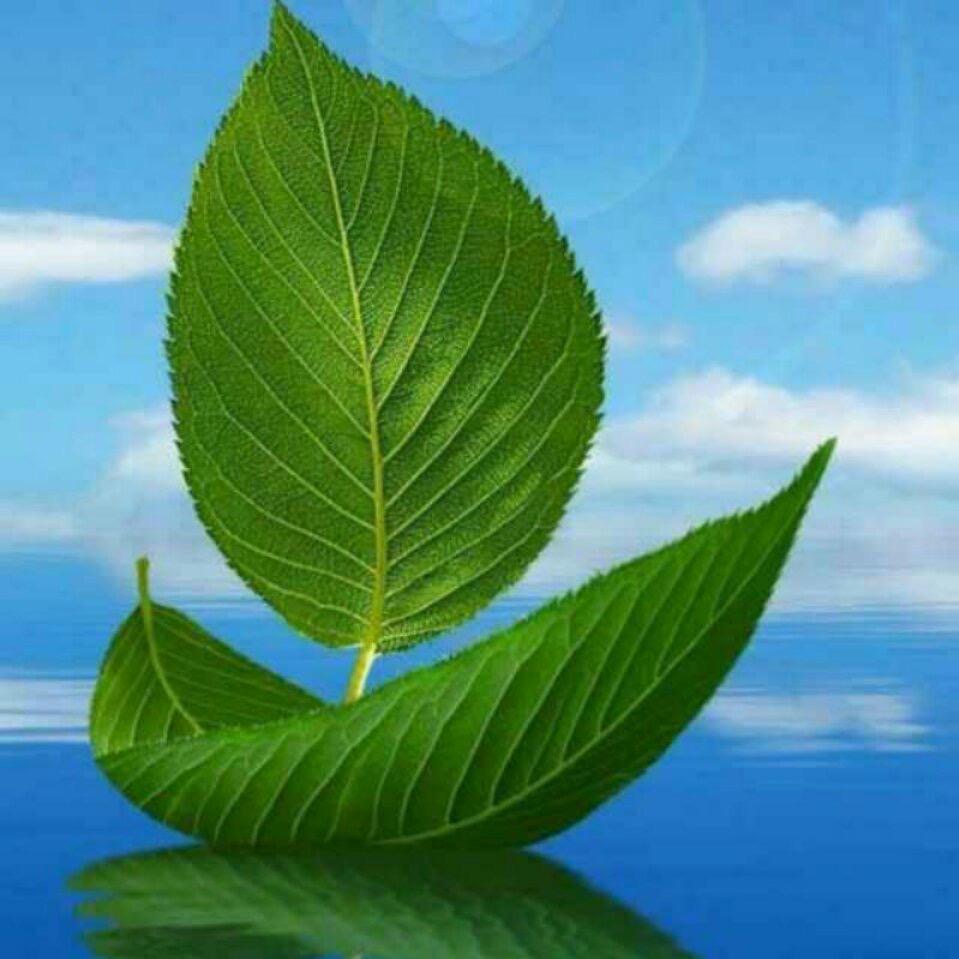 ࿐ལོ་མ།🌱