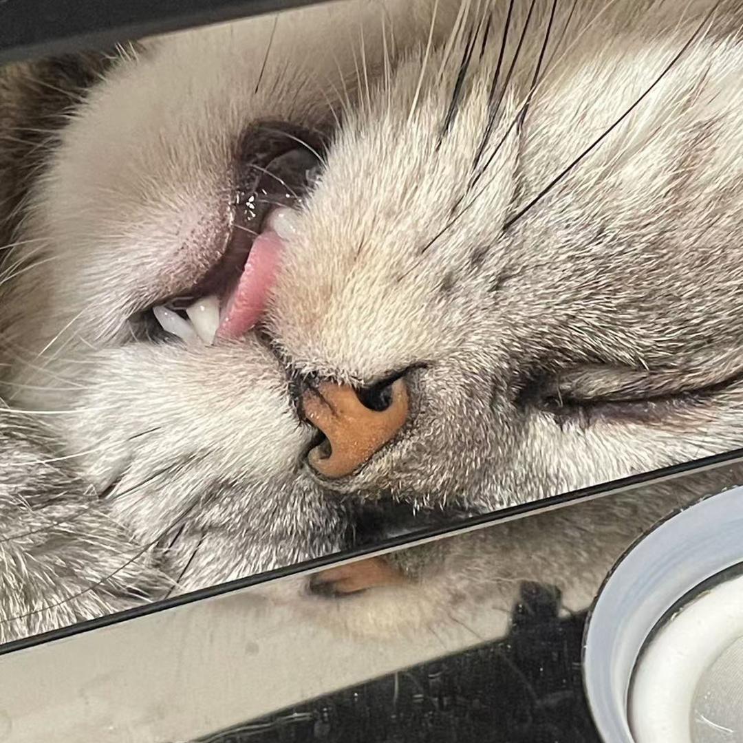 草莓熊熊