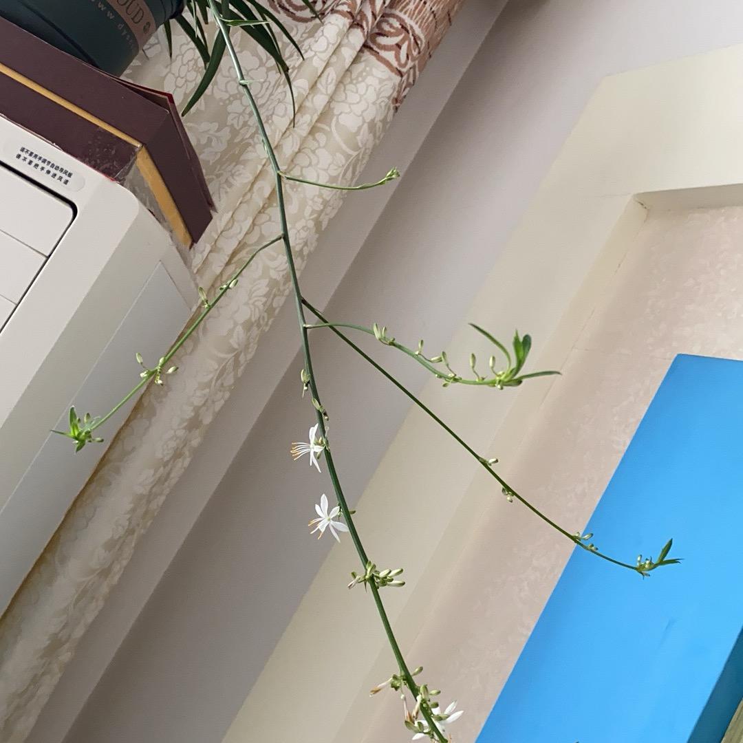 锦上添花