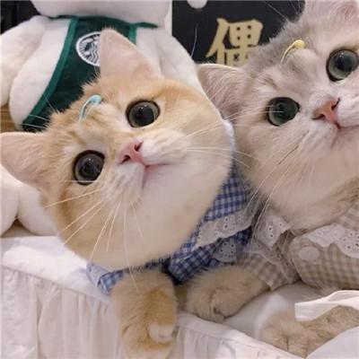 爱玩具❤️