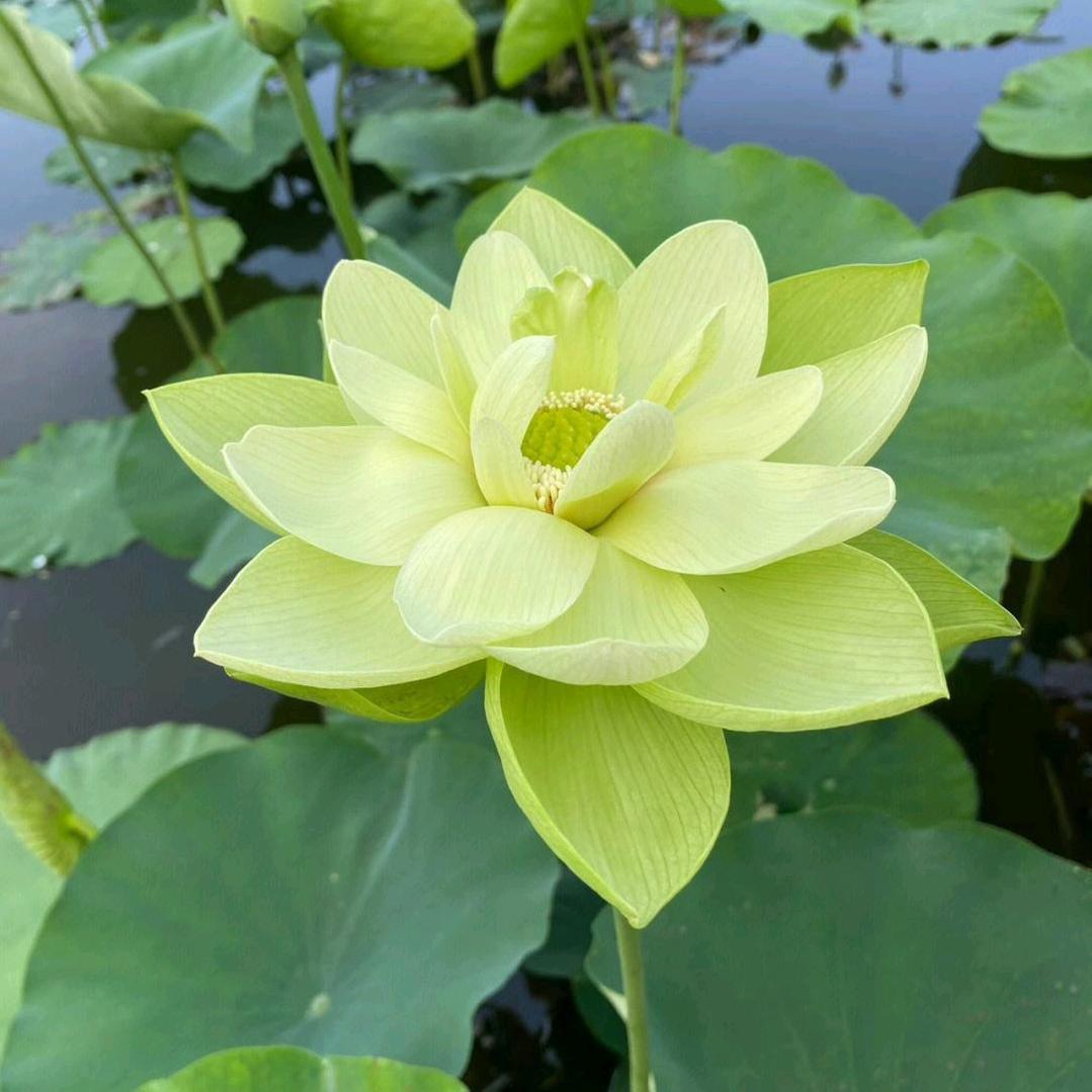 淞吉祥