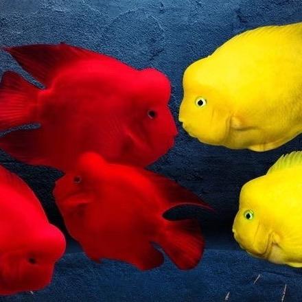 彩乐鑫创意水族