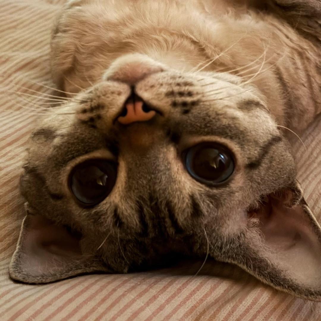 每天都想给你毛茸茸的脑袋