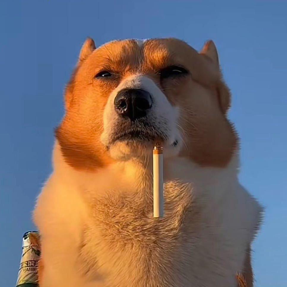 🌈老虎🐯🐯🐯