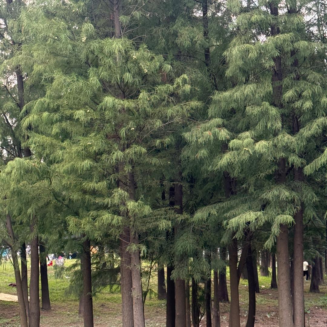 半亩莓莓
