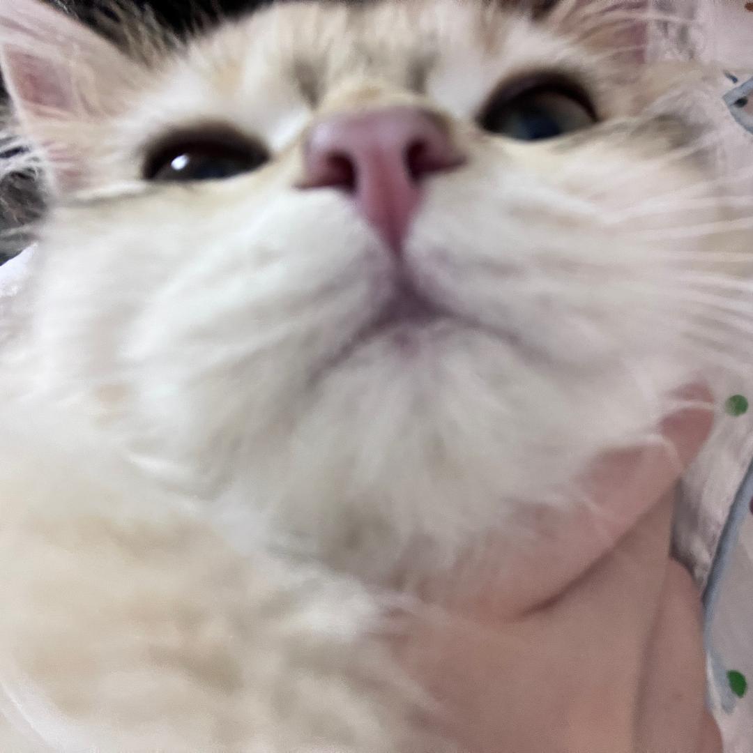 小t