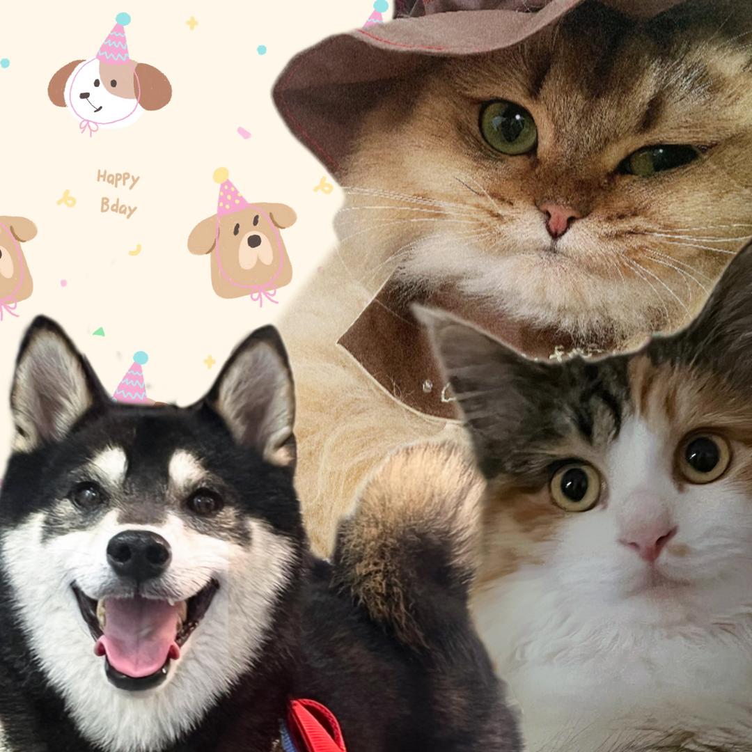 JoJo的小猫室友