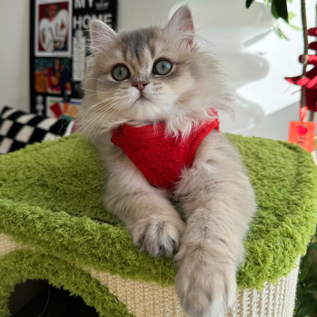 猫狗双全的大橙子