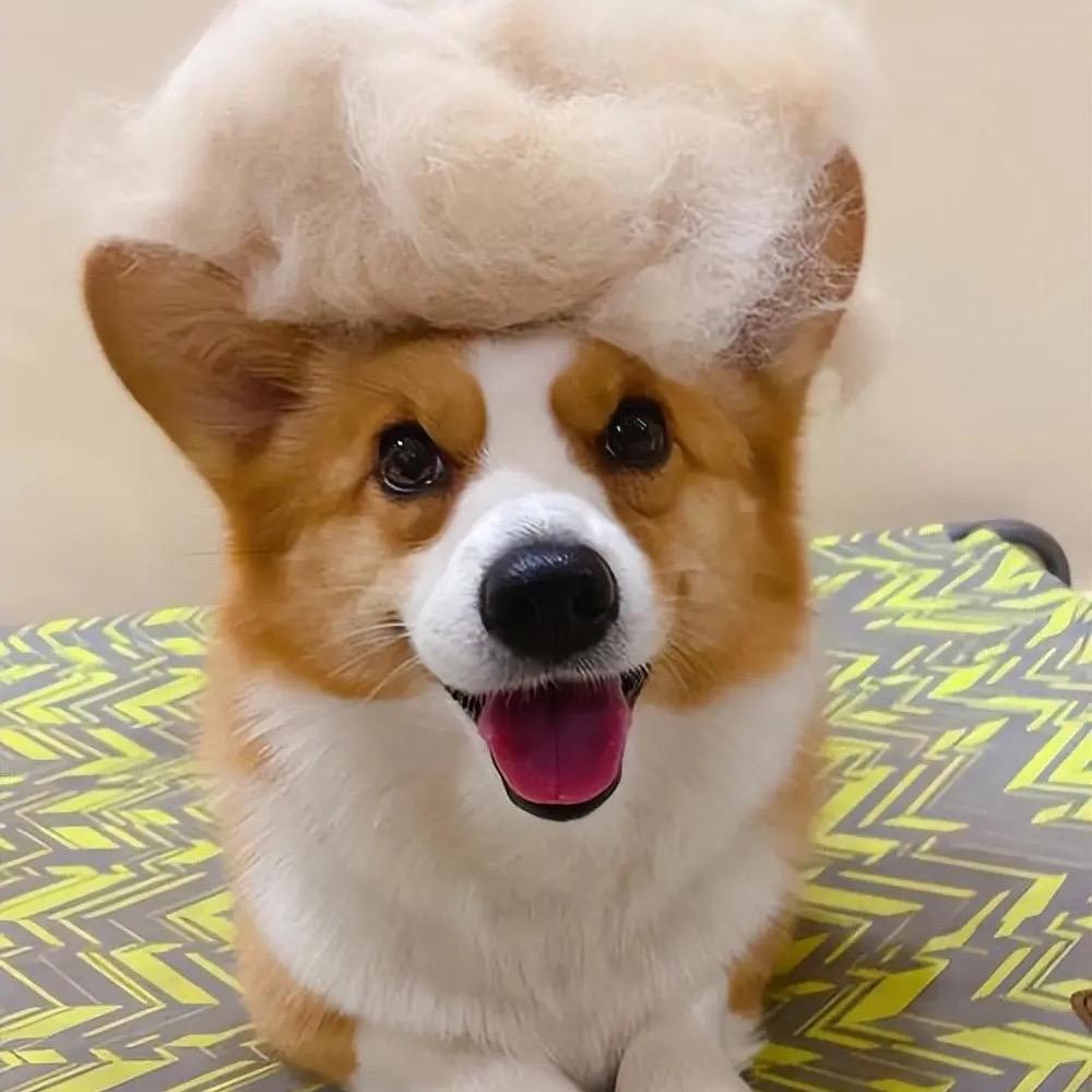 濮阳市汪星爱犬宠物精选小铺