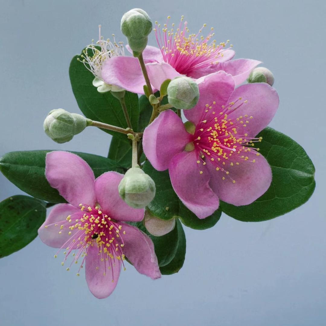 禾风日丽盆景工作室