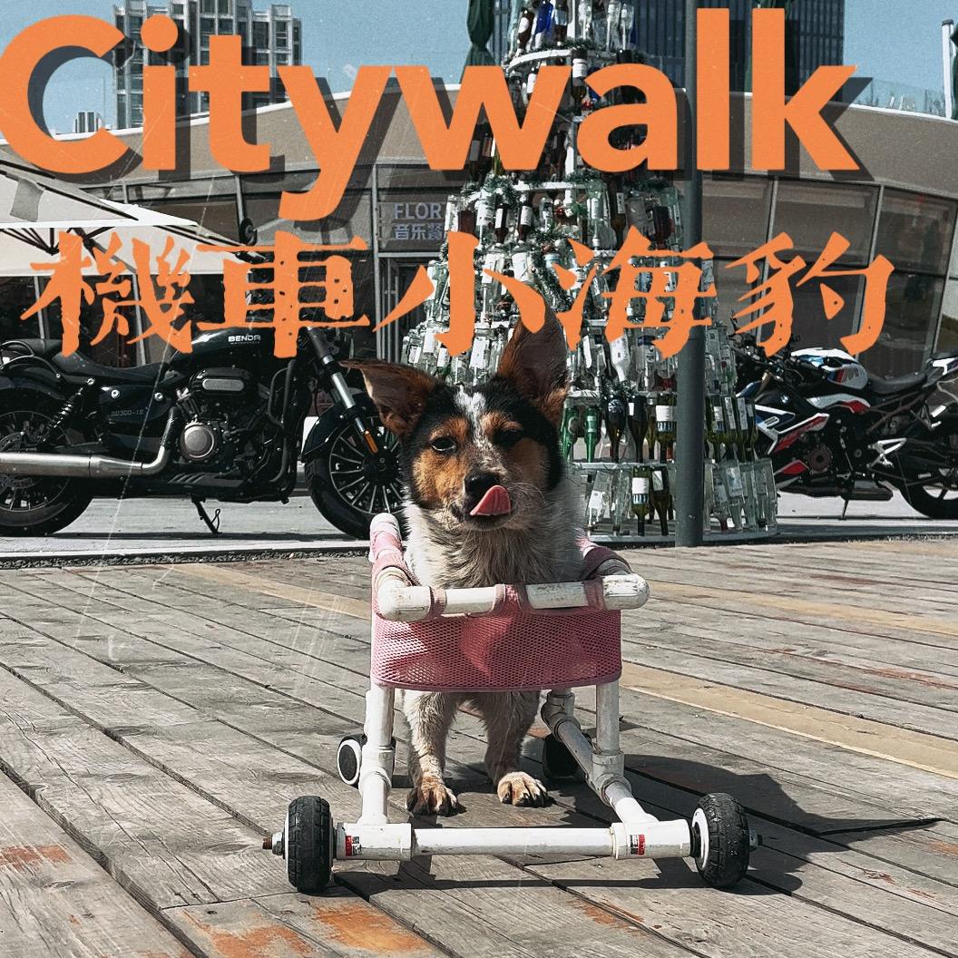 会开车的小海豹