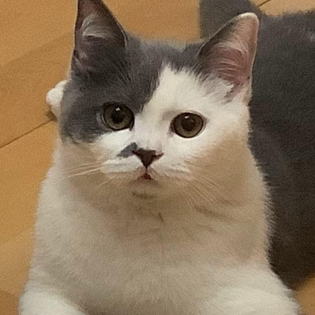 Gavin