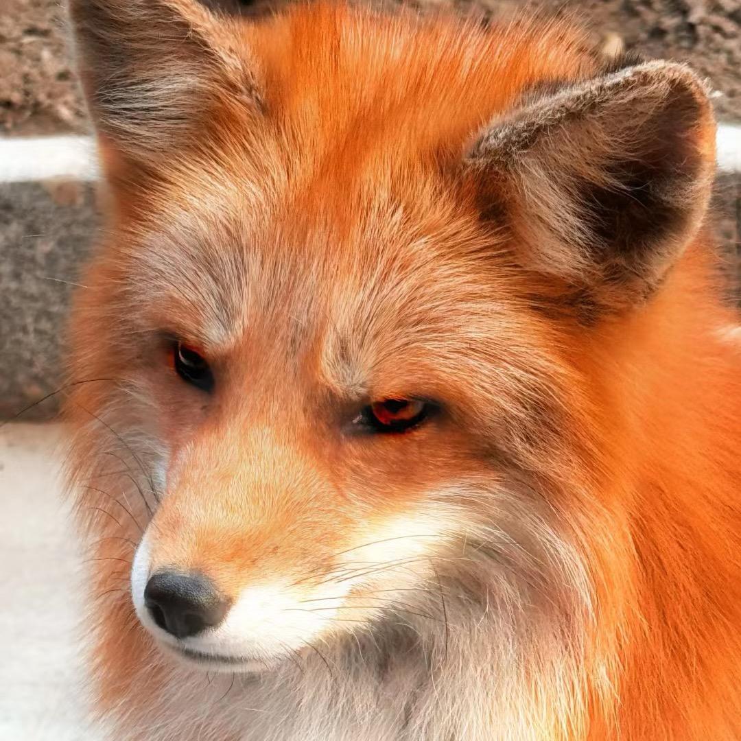 怀明是只小魔狐🦊@