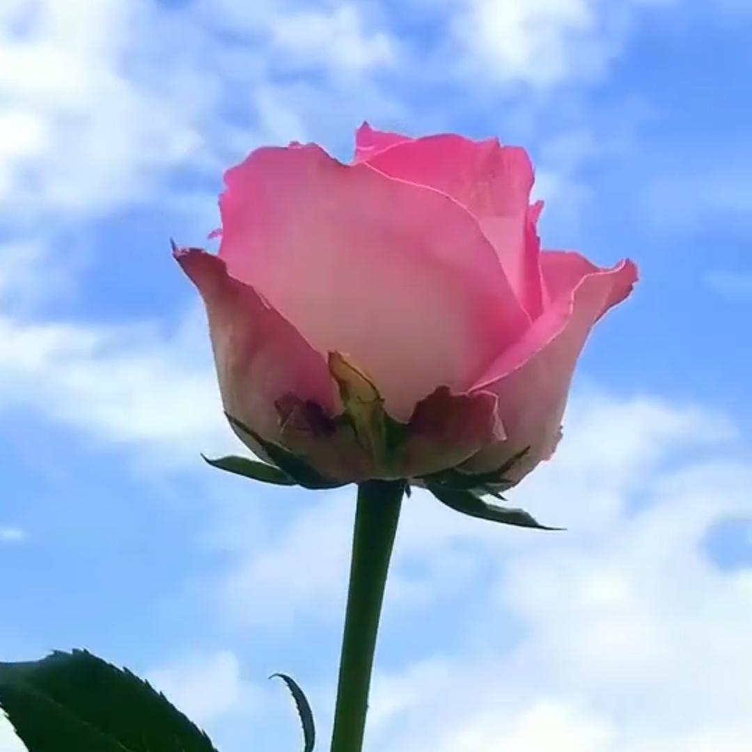 妮妮的士总台