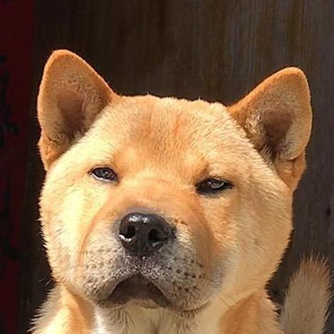 @爱护中华田园犬