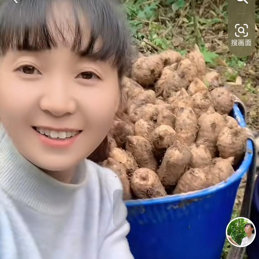 小草坝的天麻