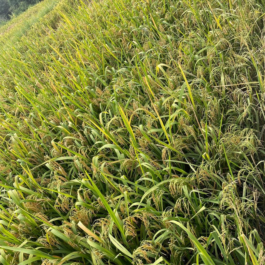 西河鱼兜兜水麻竞技钓场