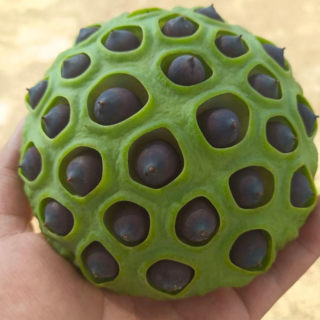 柠檬C
