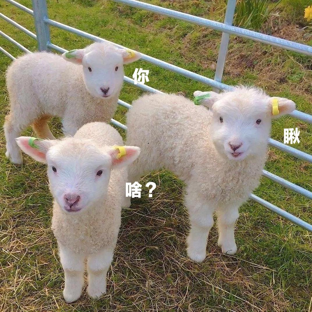 小庭糕手