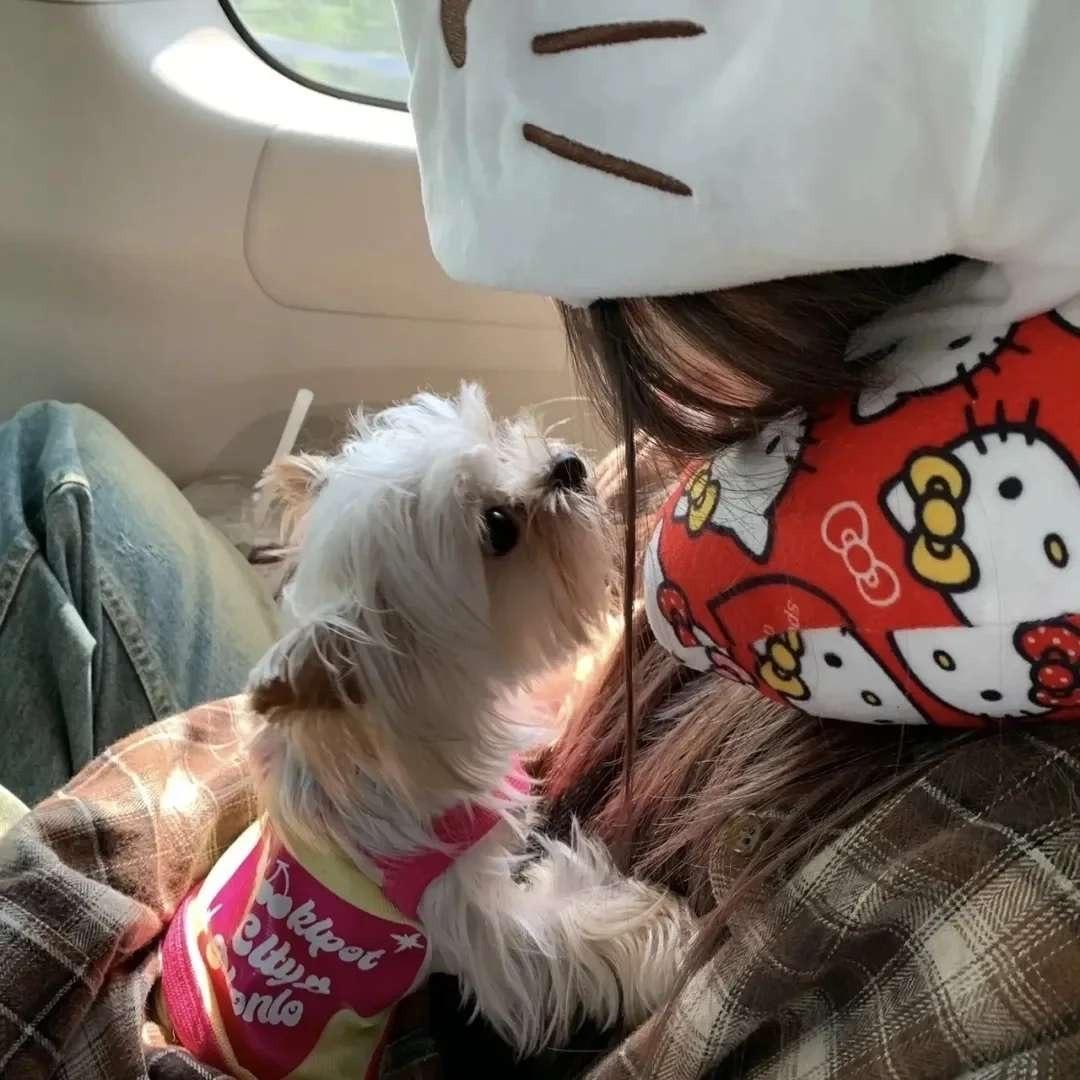 动物守护者小美美头像