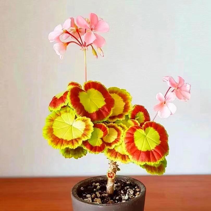 三门峡市陕州区闲杂铺子日用百货店（个体工商户）