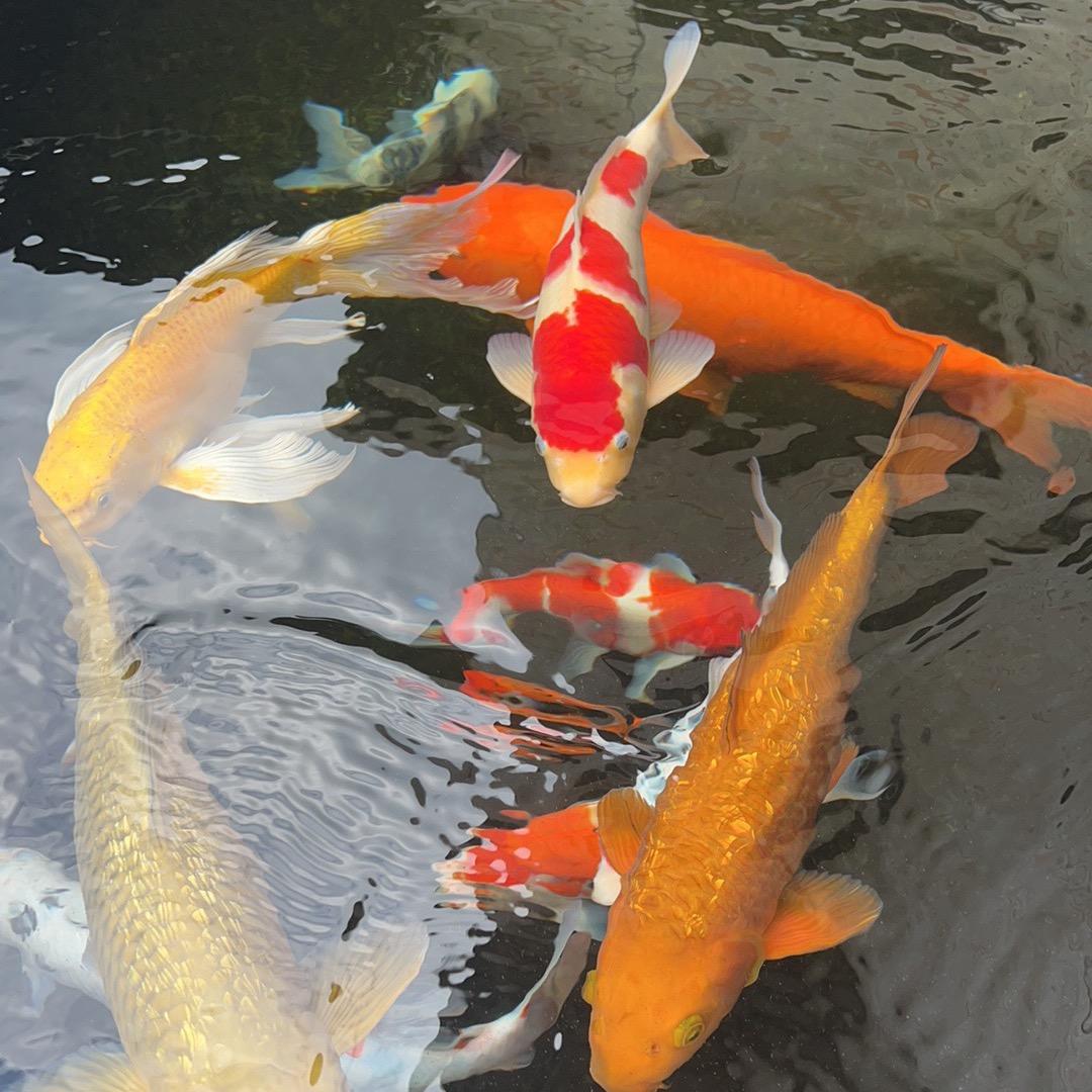 এ᭄ོ🐝🐝💞᭄এۣۖ