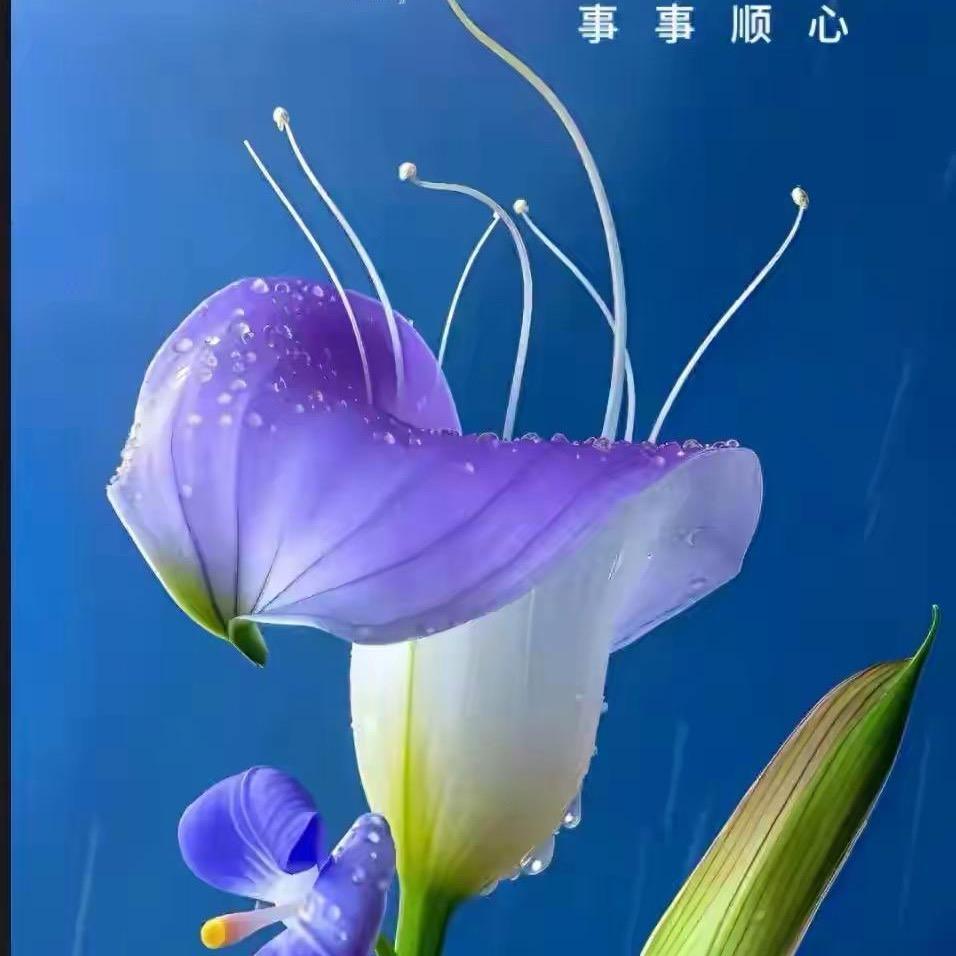 心雨