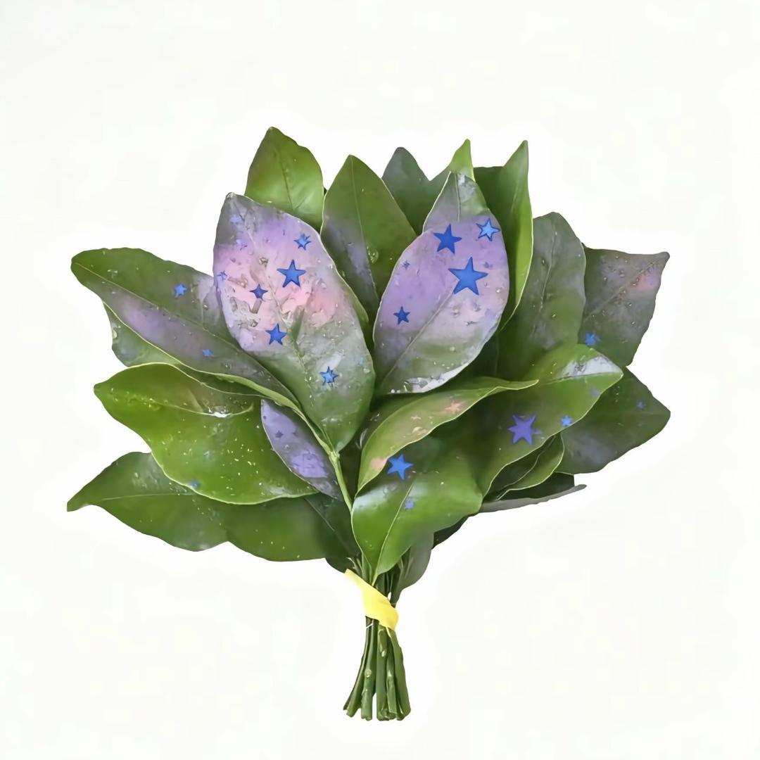 小葱不喜欢香菜