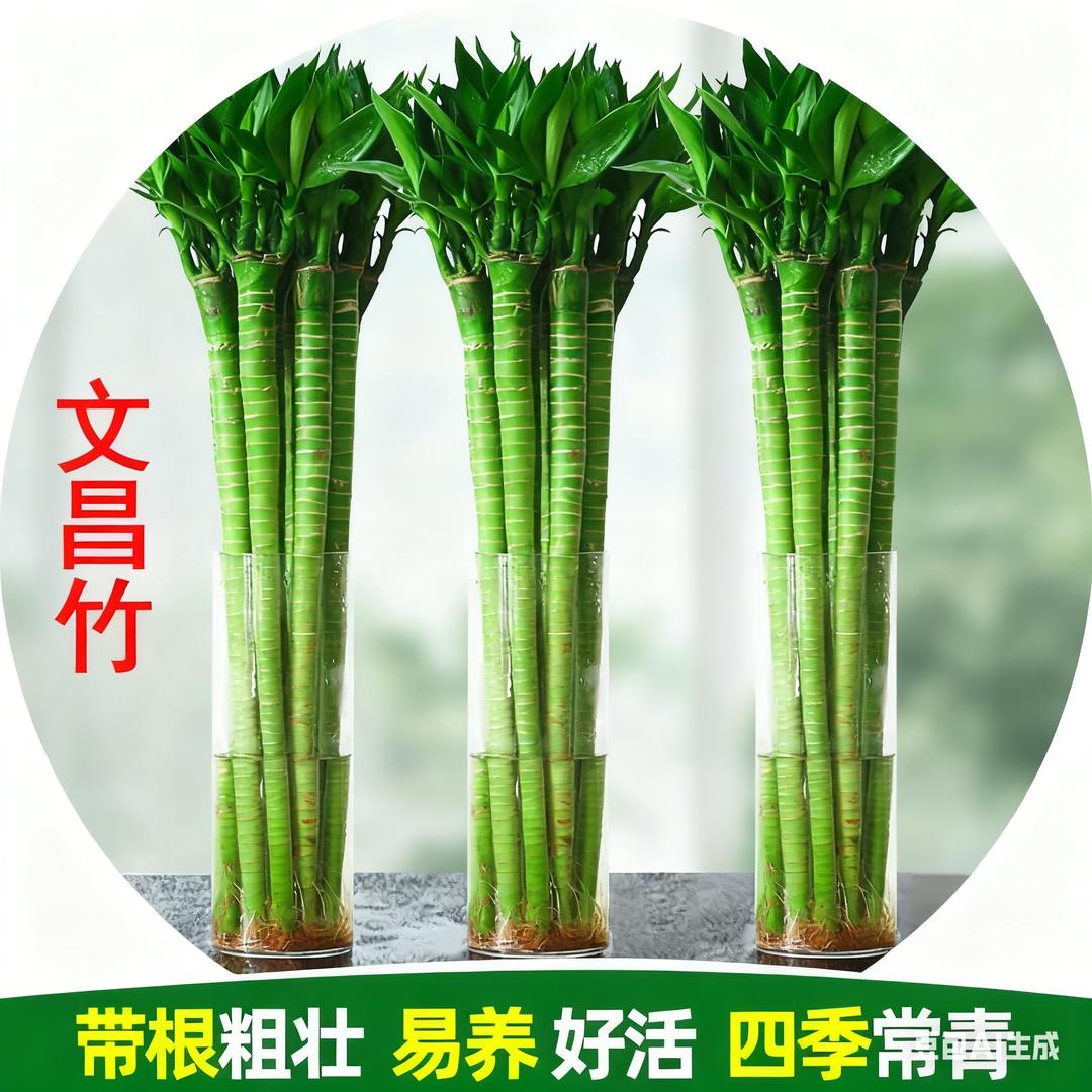 文昌竹基地【金榜题名】