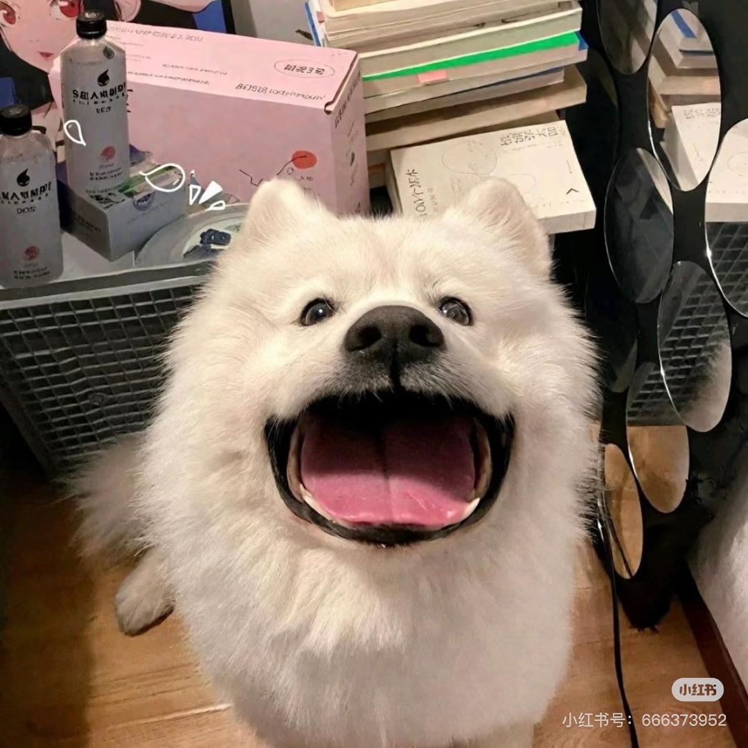 呸呸zz.