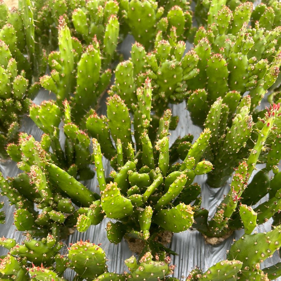 A山东领航花卉苗木