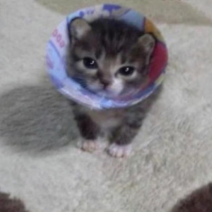 胡子猫