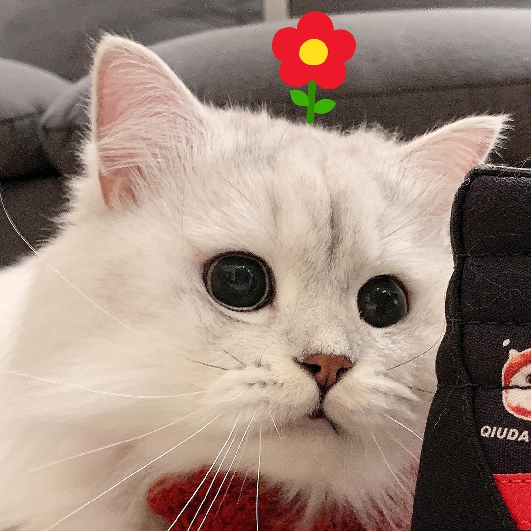 一只叫秋刀鱼的喵@抖音