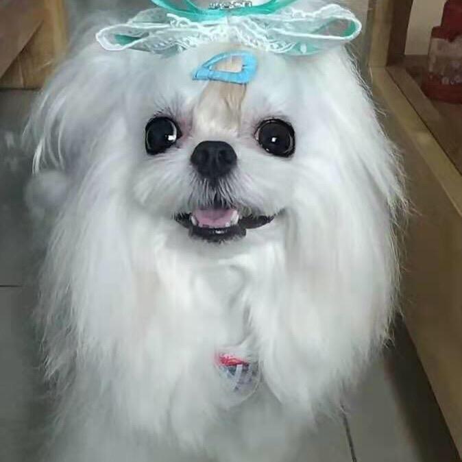 哈尼