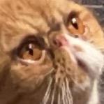 西纸