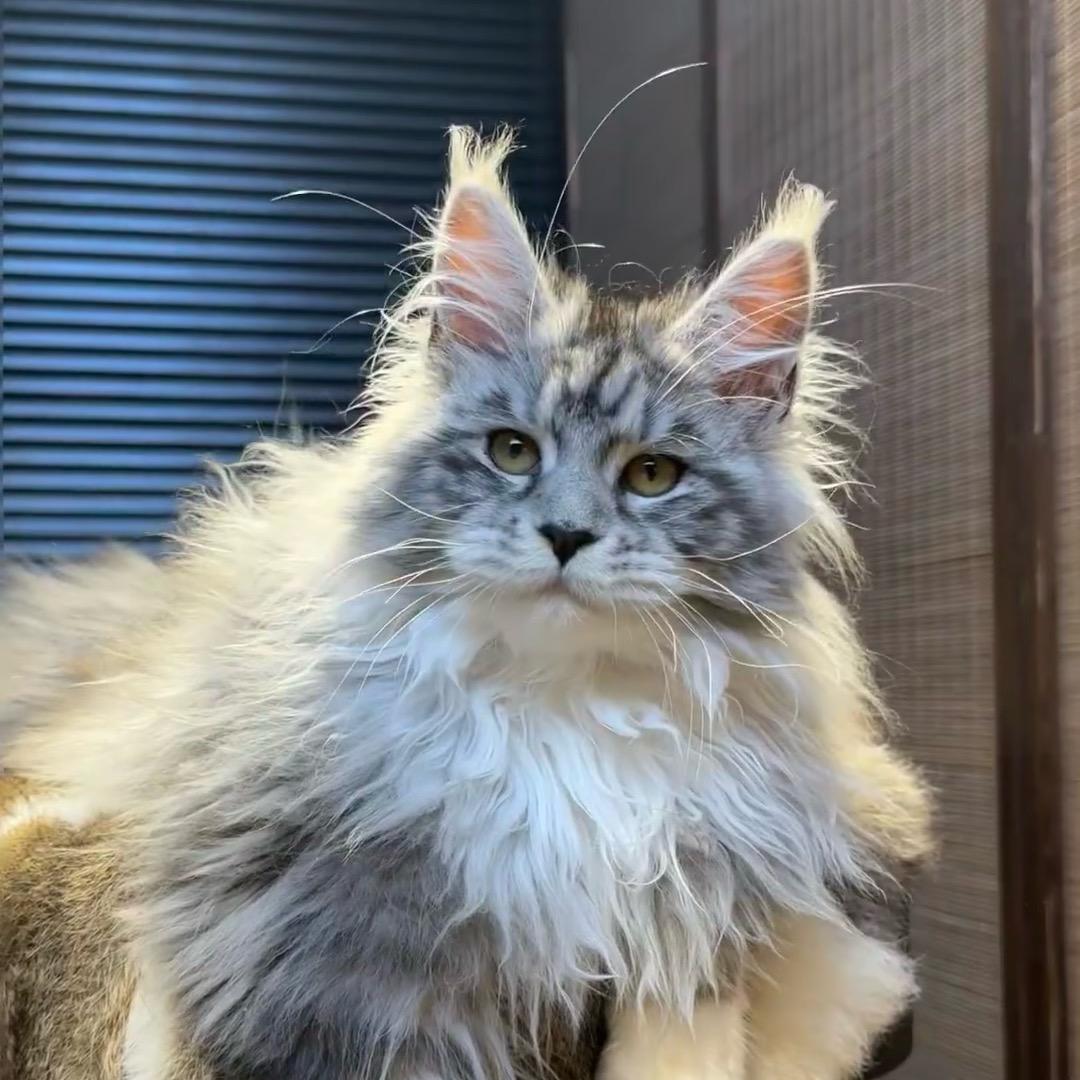 老赵讲猫清笼号