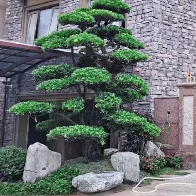 启航盆景