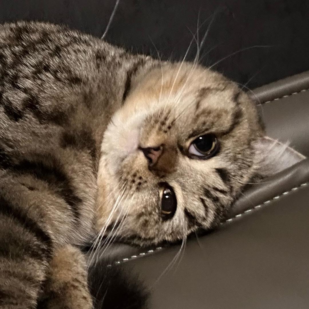 猫sir大啊7