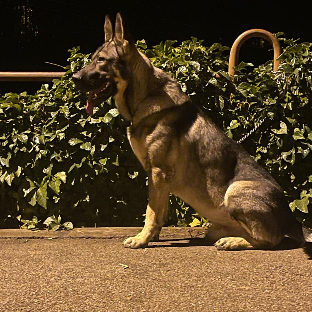 小刚昆明犬
